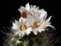Thumbnail of 0953_Neochilenia paucicostata_20170529(1).JPG